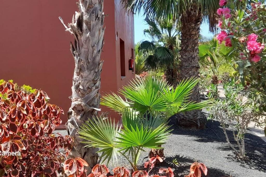 Apartment Cumbre Vieja Fuerteventura Corralejo Exteriör bild